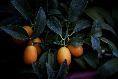 Small oranges after treatment