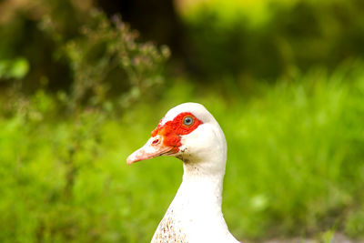 Close-up of a duck 