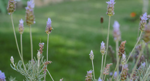 Close-up of purple flowering plants on field