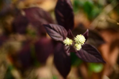 Close-up of flowers blooming outdoors