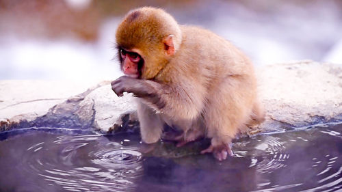 Close-up of japanese macaque infant in hot spring during winter