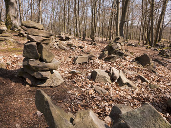 Rocks and trees in forest