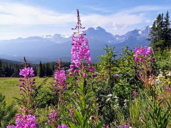 Pink flowering plants by land against sky