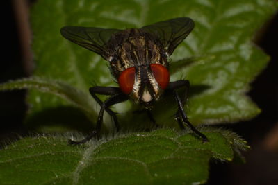 Close-up of insect on leaf