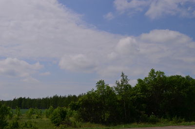 Trees on field against sky