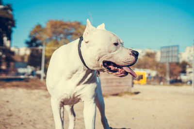 Close-up of dog