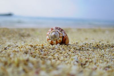 Close-up of crab on sand at beach