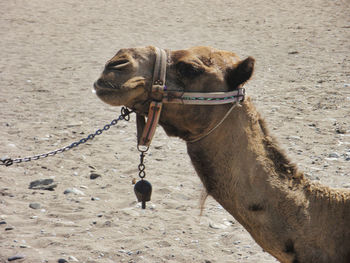 A camel on the beach waiting for food from tourists