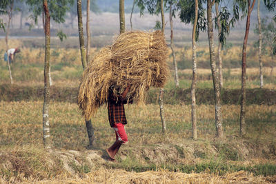 Farmer carrying hay bale on field