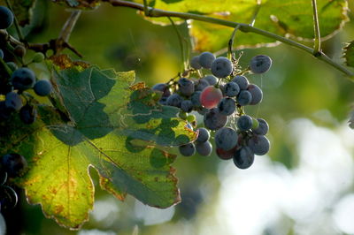 Close-up of grapes growing in vineyard