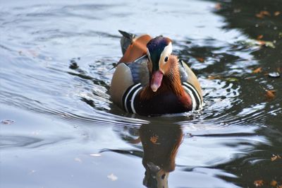 Close-up of duck swimming in lake