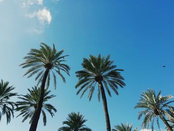 Low angle view of palm tree against clear blue sky