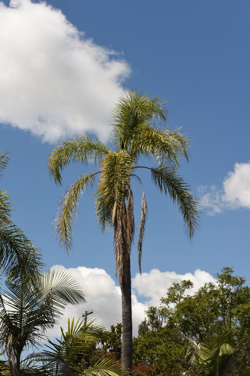 LOW ANGLE VIEW OF PALM TREE AGAINST SKY