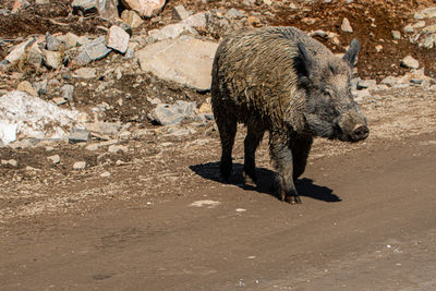 Side view of boar walking on land