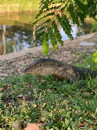 View of a reptile on a field