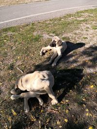 High angle view of dogs on field