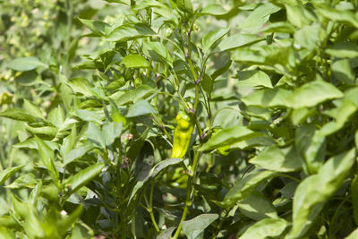 Close-up of green chili pepper plant