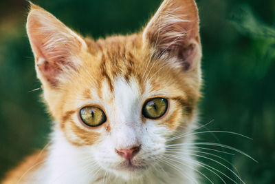 Close-up portrait of cat