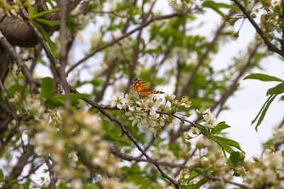 Close-up of butterfly pollinating flower