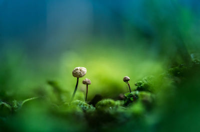 Beautiful, small mushrooms growing on the forest floor during spring. 