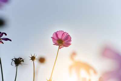 Close up beautiful pink cosmos flower bright sunshine day in blue sky and garden background- 01