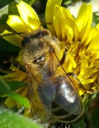 Close-up of insect on yellow flower