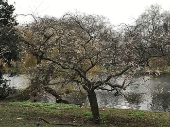 Close-up of tree against sky