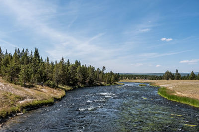 Scenic view of river amidst trees against sky