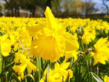 Close-up of yellow daffodil flowers in field