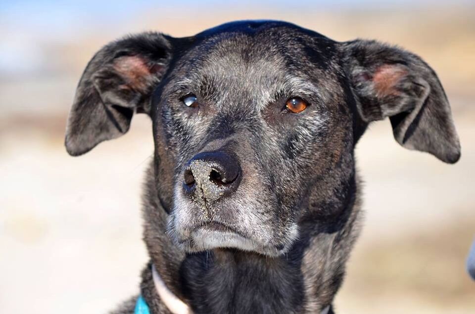 one animal, dog, pets, animal themes, animal head, looking at camera, animal body part, animal, domestic animals, portrait, mammal, close-up, no people, black labrador, day, outdoors, weimaraner