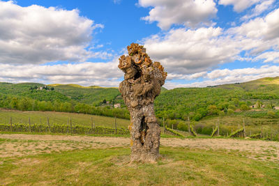 Bare tree stump on field against sky