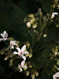 Close-up of white flowering plant