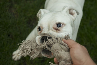 Close-up of hand holding white dog