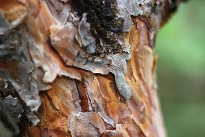 Close-up of tree trunk