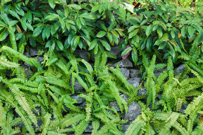 Full frame shot of plants growing on field