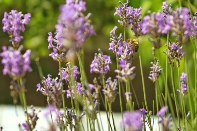 Close-up of purple flowers