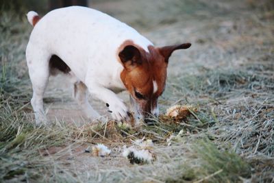 Close-up of sheep on field