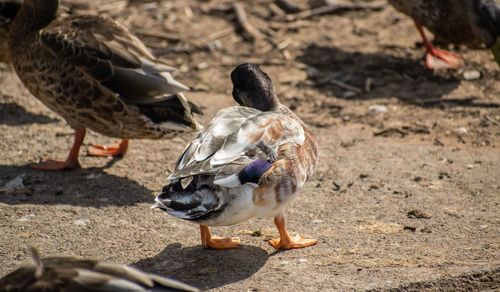 Close-up of birds perching on land