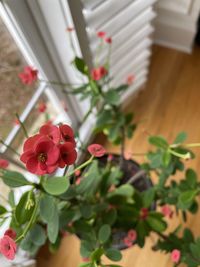 Close-up of red flowering plant