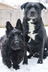 Close-up portrait of black dogs on snowcapped field during winter