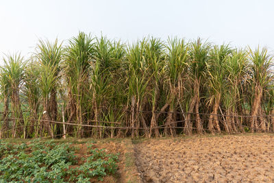 Crops growing on field against sky