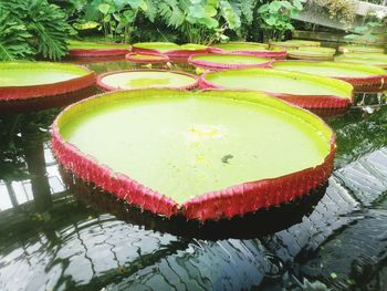 Close-up of lotus water lily in pond