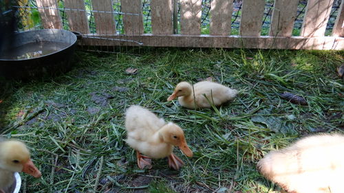 High angle view of ducklings in grass