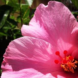 Close-up of pink flower