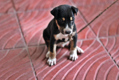 High angle view of puppy on footpath