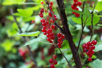 Close-up of red berries growing on tree