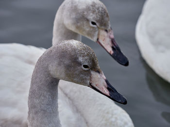 Whooper swan on lake tjornin, reykjavik, iceland  