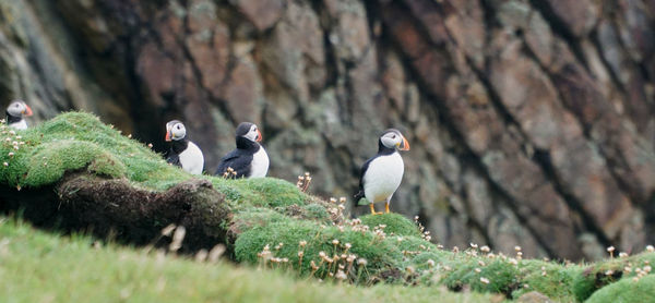 Birds perching on rock
