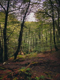 Trees in forest