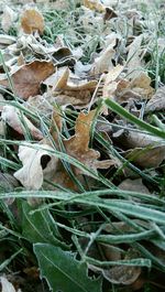 Close-up of plant
